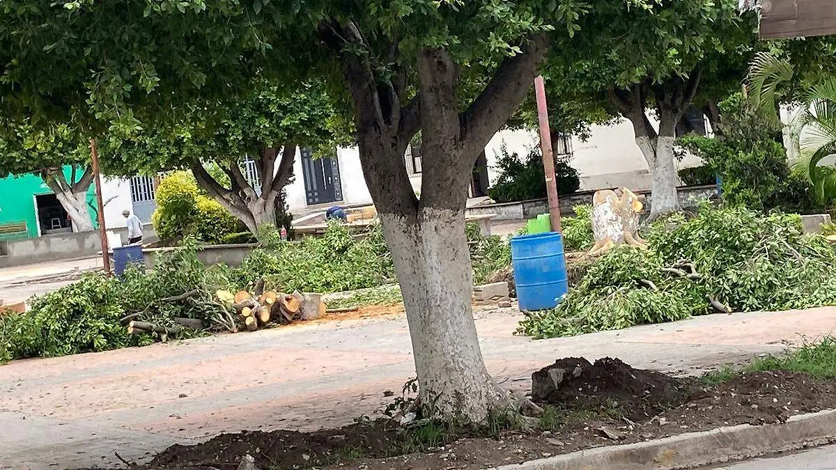 San Juan Epatlan arboles en el parque principal